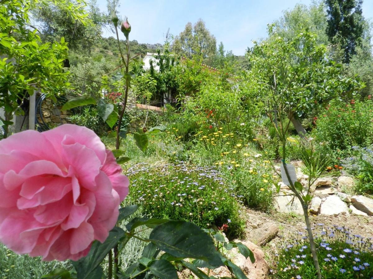 La Fontana Villa Cortes de la Frontera Ngoại thất bức ảnh